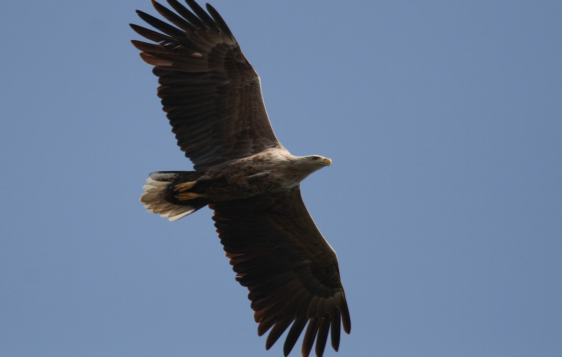 Great White-tailed Eagle, resident of Kopacki rit